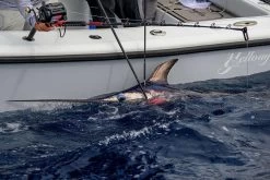 Daiwa Tanacom 1200 Power Assist Electric Reel 14 Daiwa Tanacom 1200 Power Assist Electric Reel -Daiwa daiwa tanacom 1200 power assist electric reel 74289.1666632311